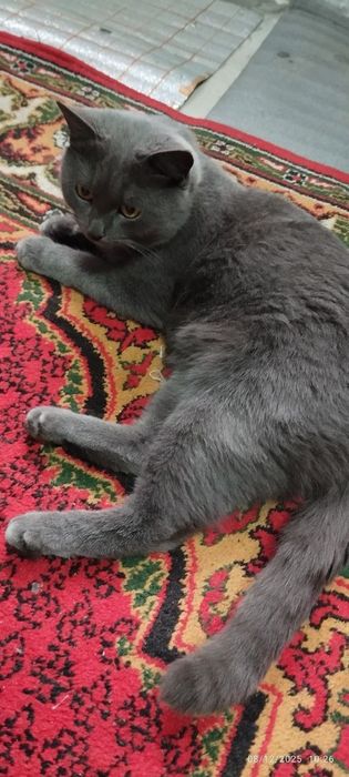 Mushuk sotiladi zoti skotish strayt 1 yosh