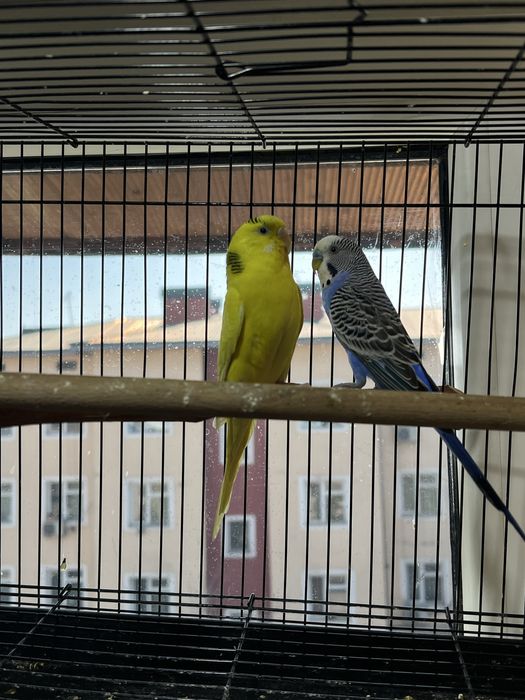 Папугаи Карела и тб