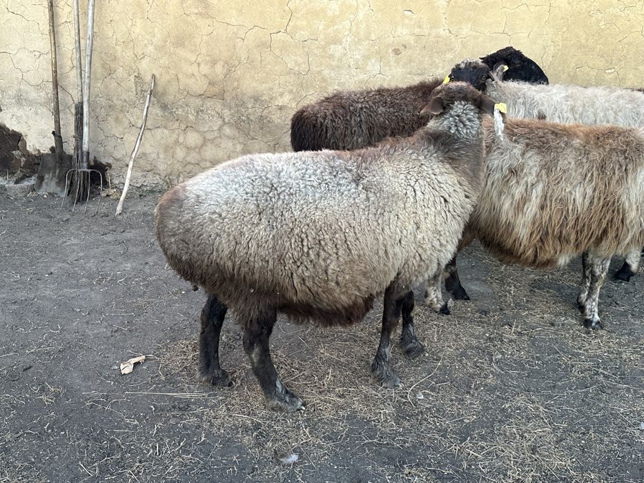 Продас баранов жирных