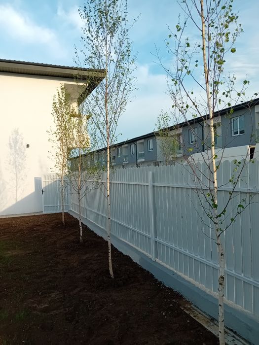 Vând mesteacăn alb ornamental