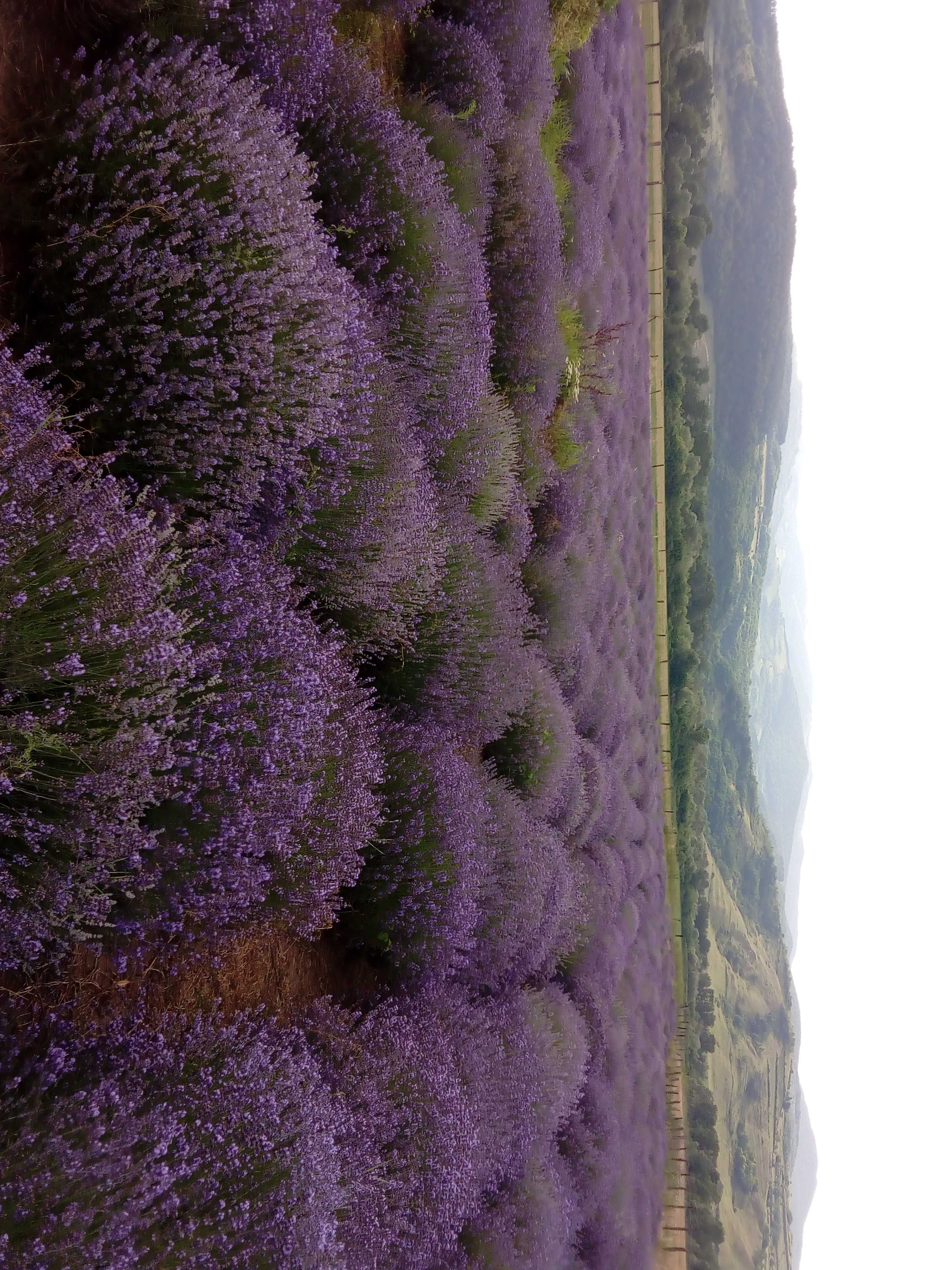 Tufe LaVanda VERA Provance BIO  soi Alimentar,Medicinal si Cosmetic RO