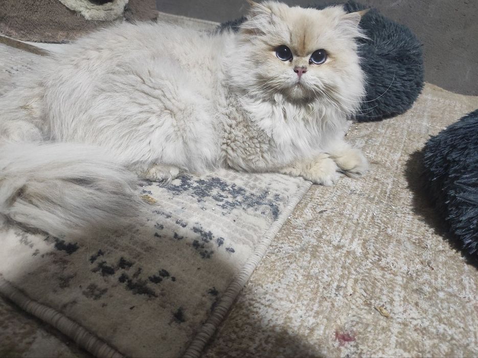 Привезные британцы !!