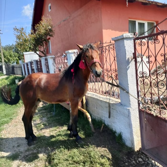 Vând sau schimb mânz de un an 1 50 la greabă