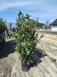 Prunus laurocerasus novita gard viu veșnic verde