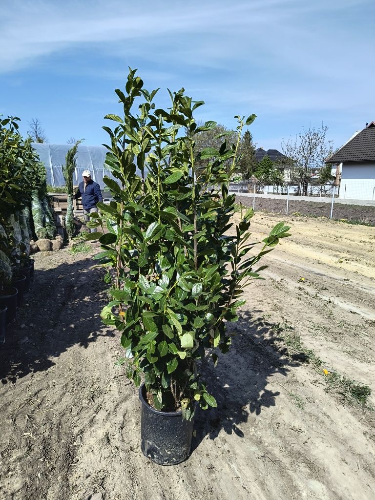 Prunus laurocerasus novita gard viu veșnic verde