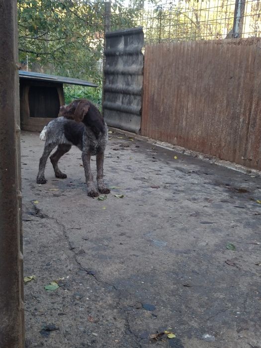 Pui brac german cu păr sârmos