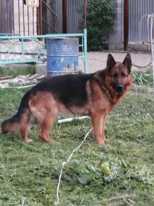 Вязка.  Молодой кобель. Не продажа!!!