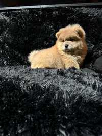 Chow chow fetita blue fawn