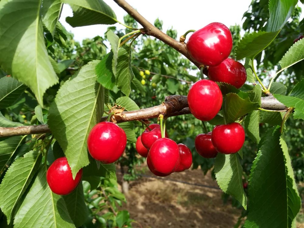 Cirese de mai. BULGARIA