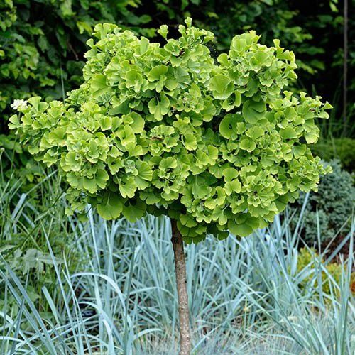 Ginko -Biloba Mariken