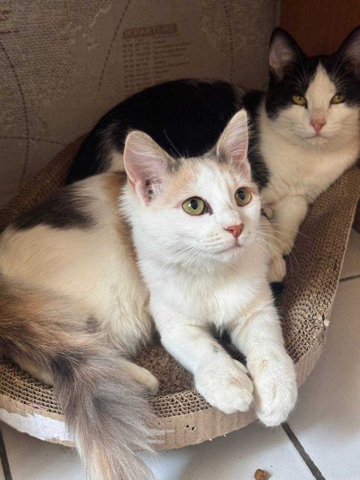Котенок девочка бесплатно