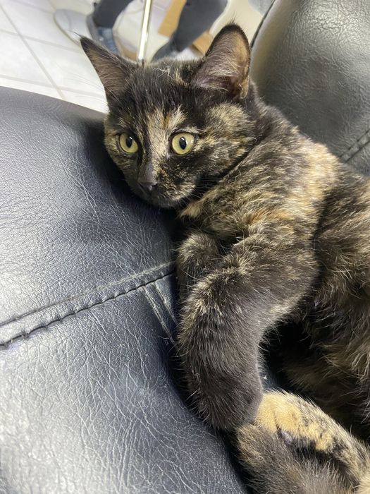 Кошечка в добрые руки