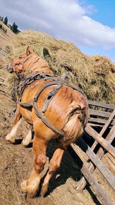 Vând iapă gestantă