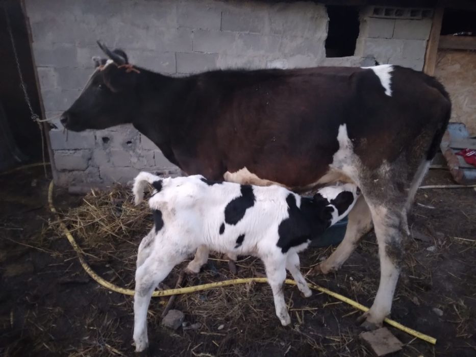 Vaca prima fătare cu vițel de 3 săptămâni