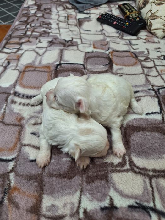 Vand pui bichon maltez