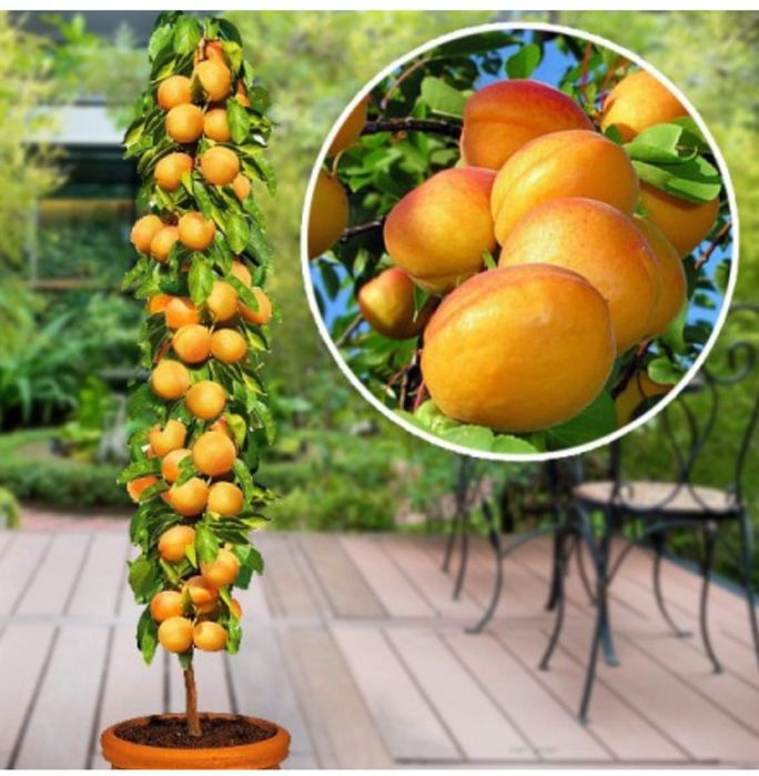 Vând pomi fructiferi si columnari anul 3