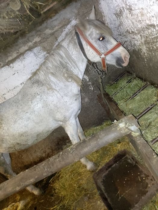 Vând iapa foarte buna