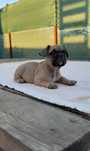 Bulldog francez Mascul