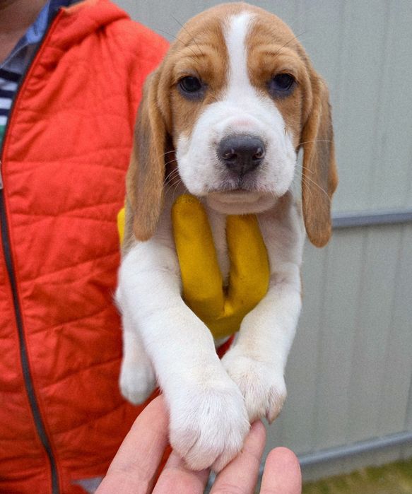 Beagle cu certificat pedigree