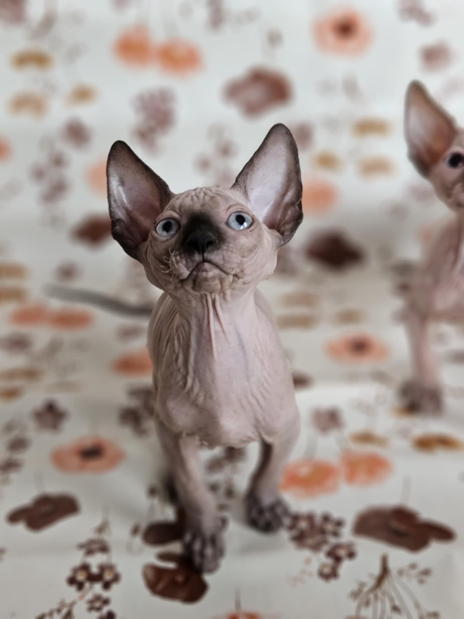Канадски сфинкс котенца