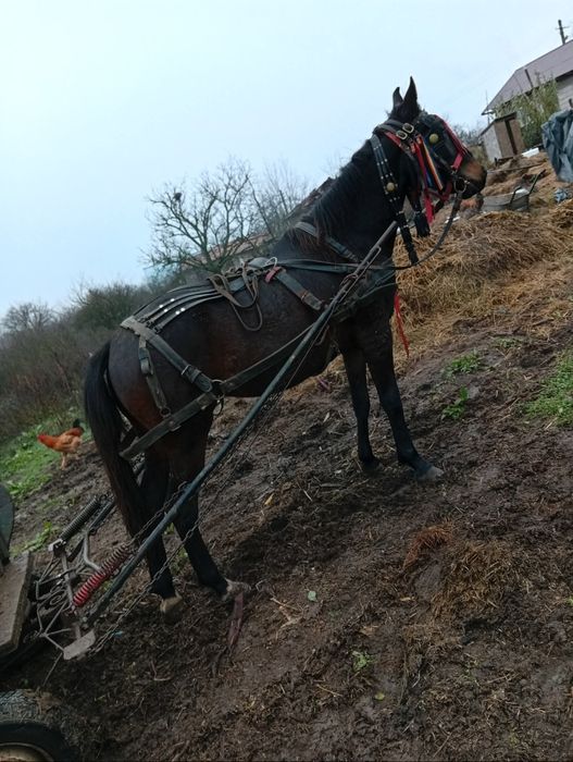 De vânzare cîrlană