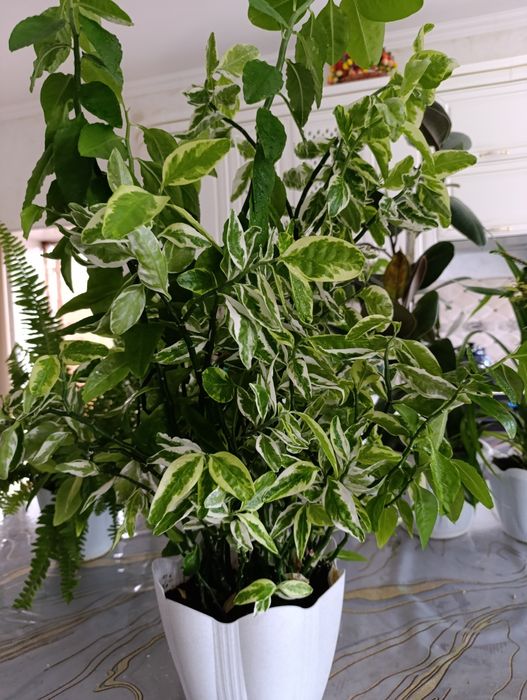 Домашнее береза для дома и офиса