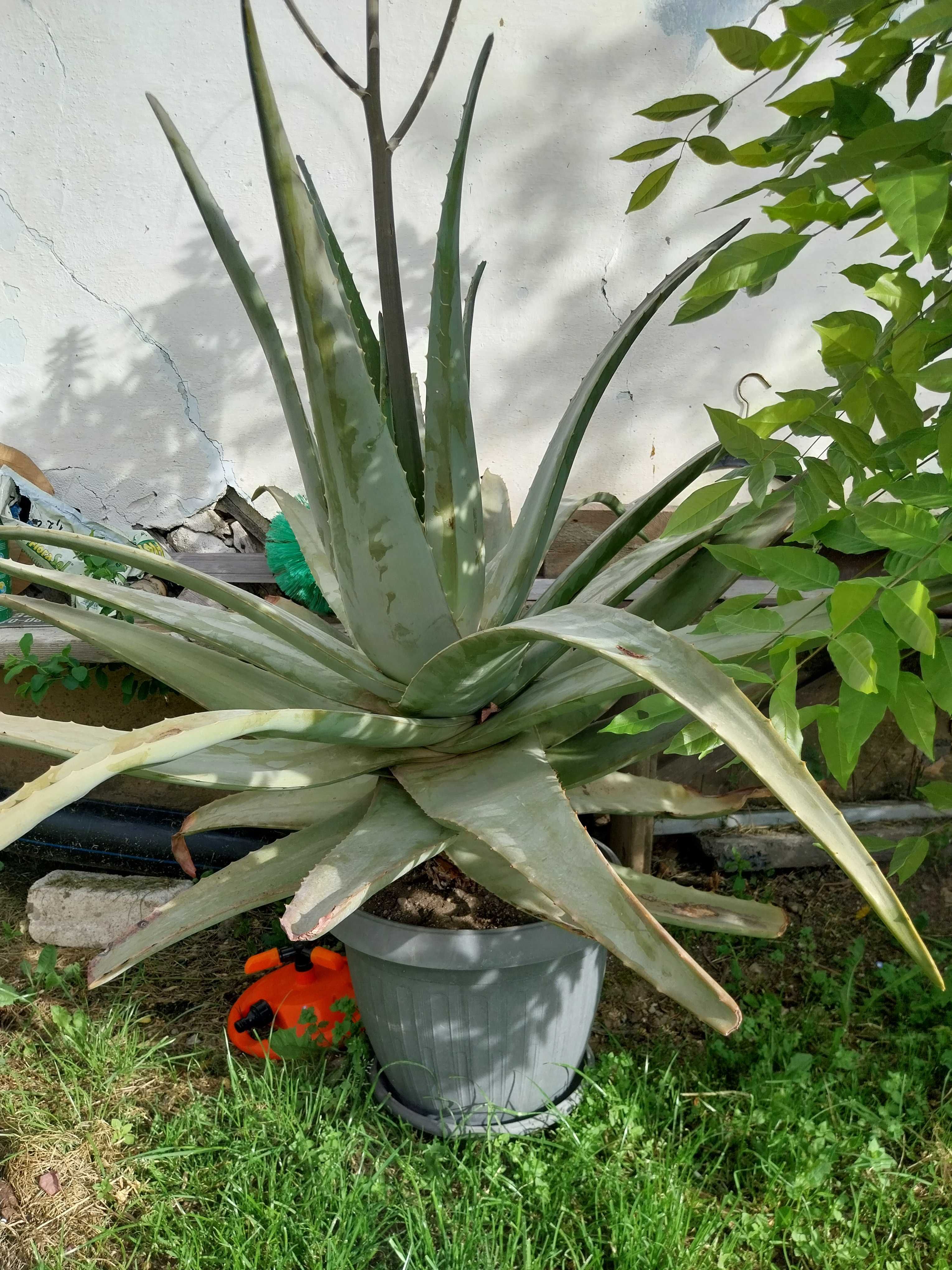 Aloe verra ghiveci