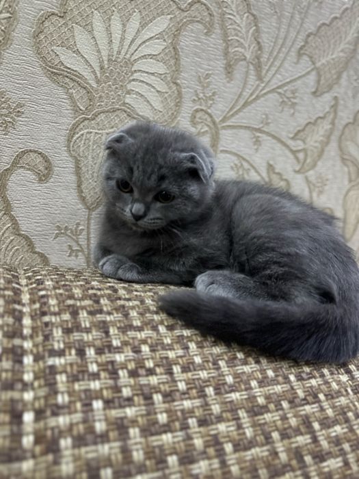Продаётся котятка скоттиш фолд девочка.