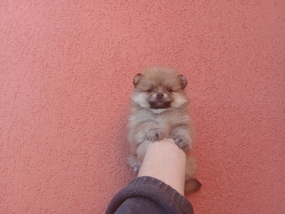 Померан. Момиченце