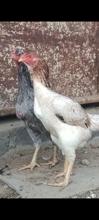 Дакан курицы китаянкий