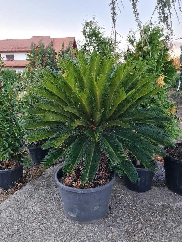 Calitate superioară! Plante ornamentale disponibile acum!