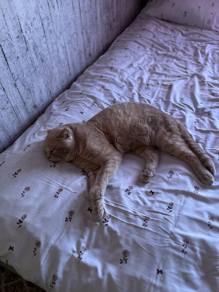Кот на связку породистый