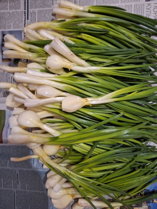 Продам домашний зелёный лук