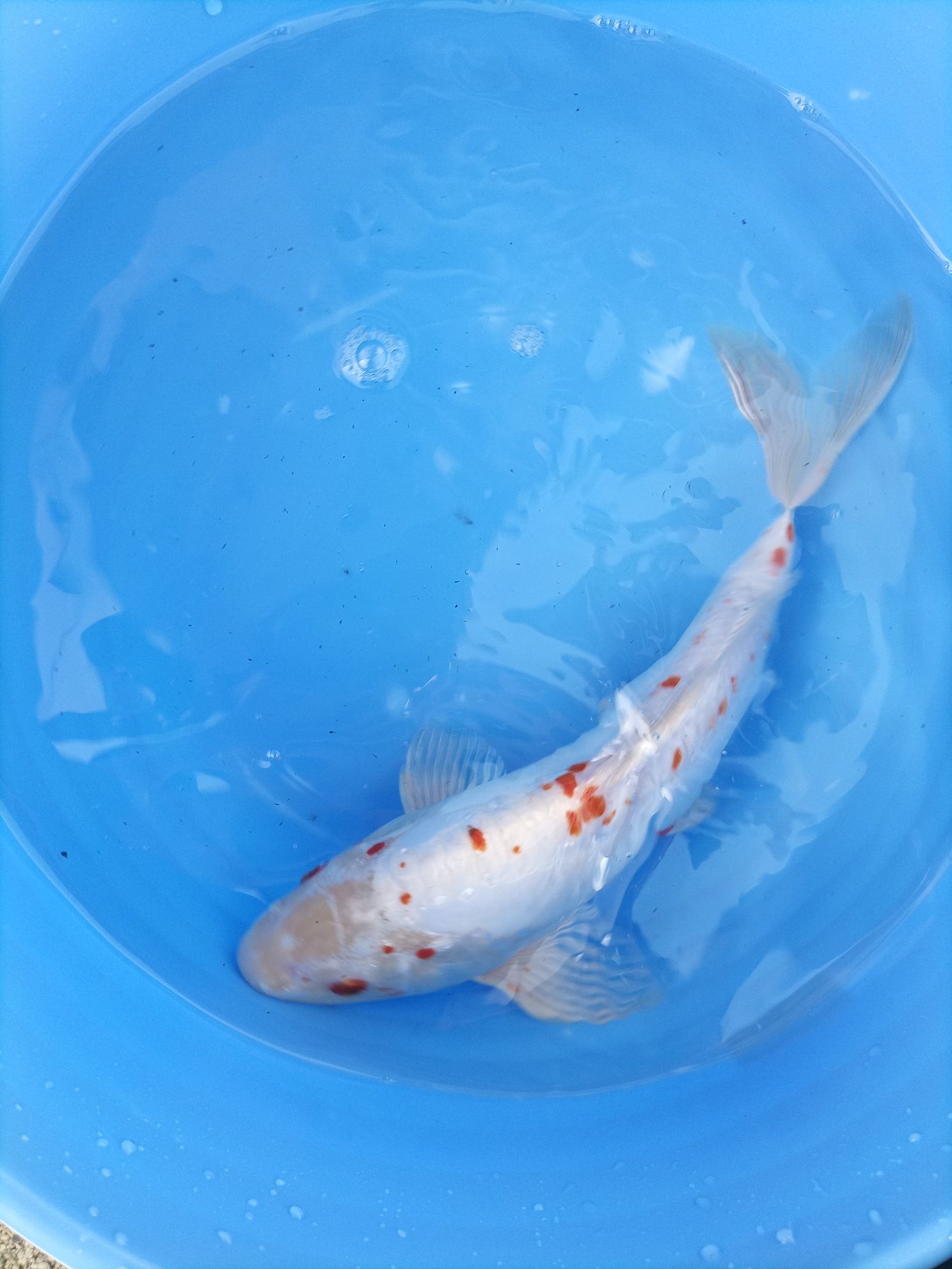 Crapi Koi 30-35cm