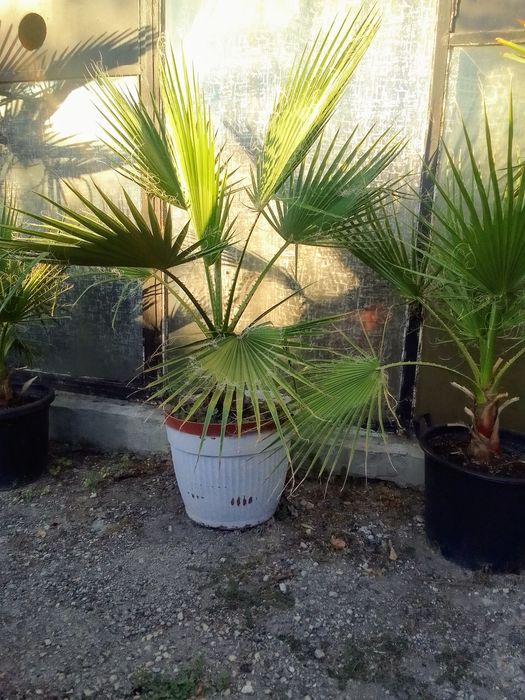 Палми Вашингтония