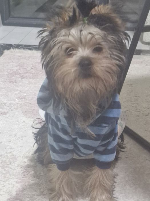 Продам щенка  йорка 3 месяца мальчик.