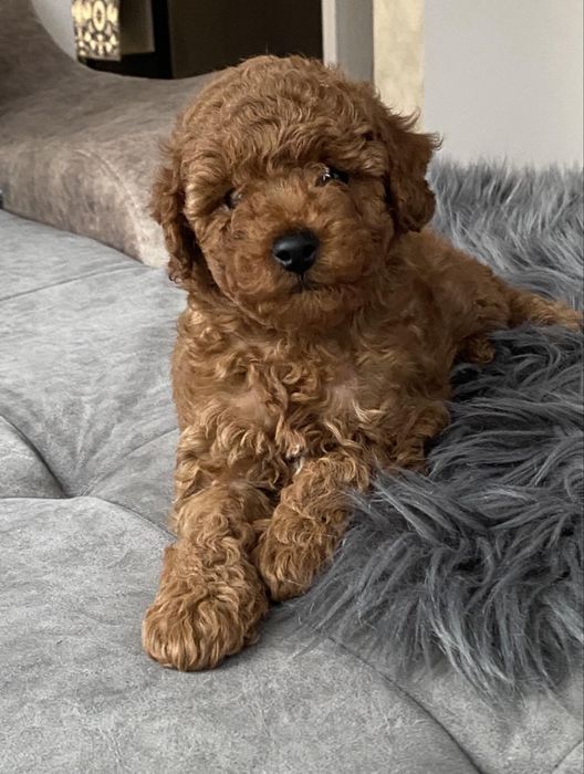 Той пудели на 2 месеца мъжко и женско