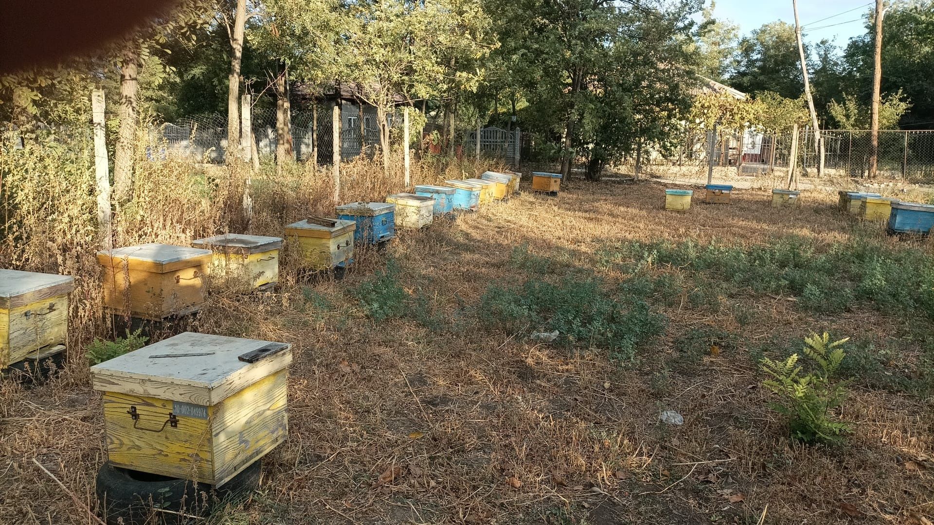 Vând 60 familii de albine cu lada pe 11 rame și cat de 1/2