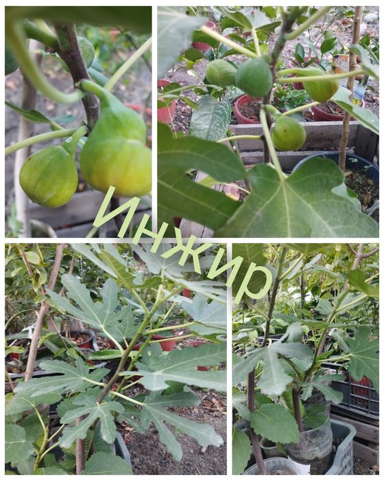 Саженцы инжира, корнесобственные,многолетние, домашние.