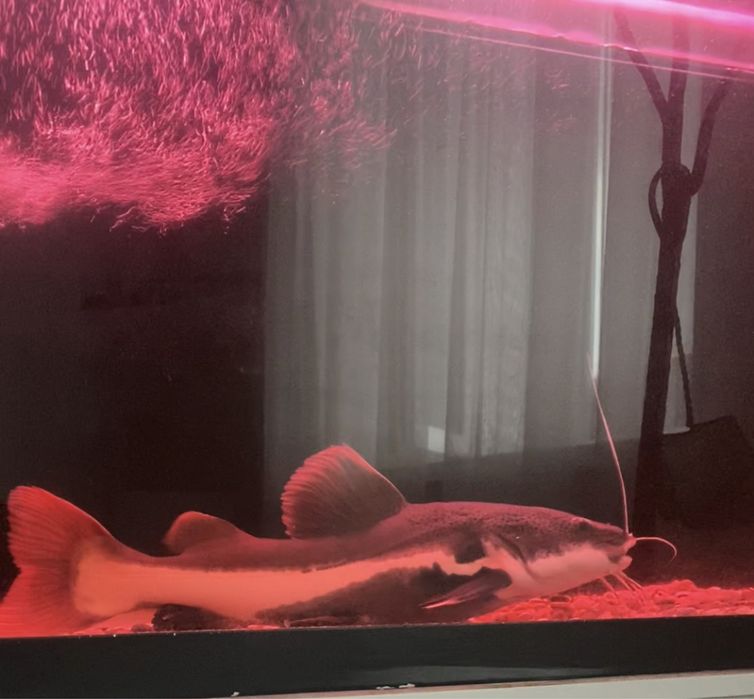 Сом,краснохаостый сом ,рыбки ,аквариум