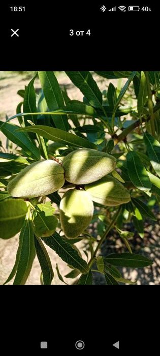 Продавам бадеми с черупка - 8 лв./ кг.