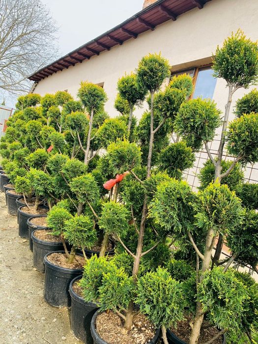 Tuia, plante ornamentale, preț de producător