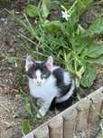 Pisoi spre adoptie