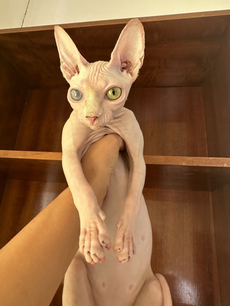 Женска котка сфинкс