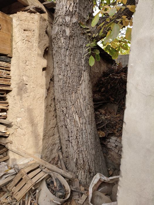 Ёнғоқ дарахти Сотилади !!!