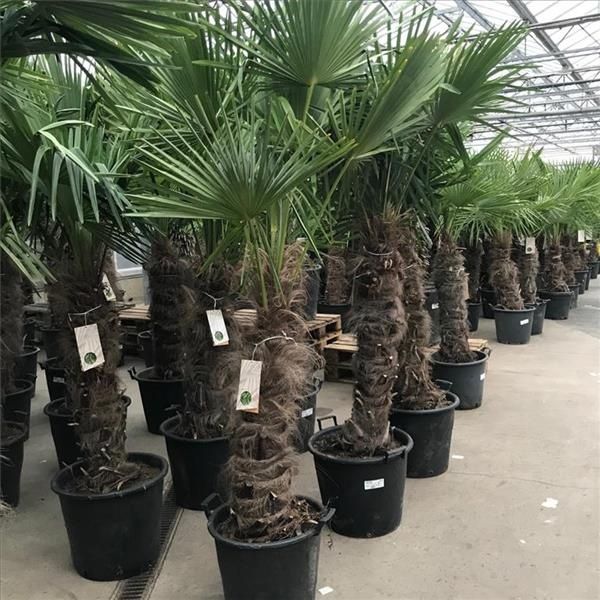 Palmier Chinezesc rezistent la ger, palmier morisca, de canepa, textil