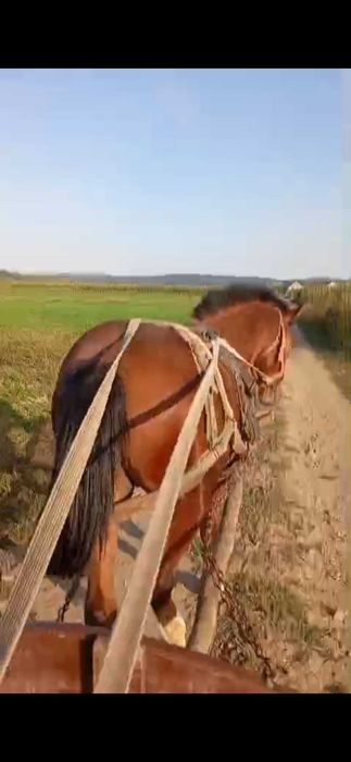 Vând armăsar cal foarte bland