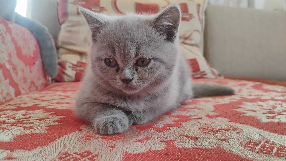 Британска късокосместа женска