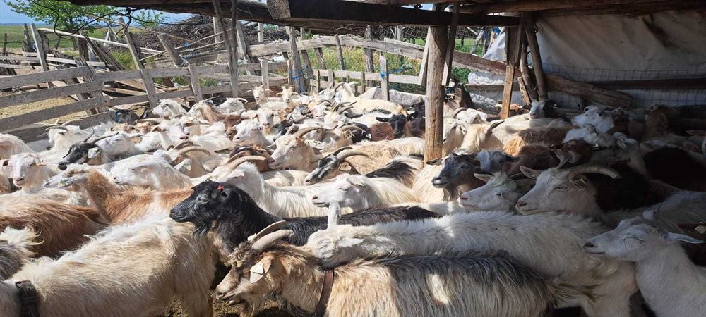 Vand capre bune de tinut