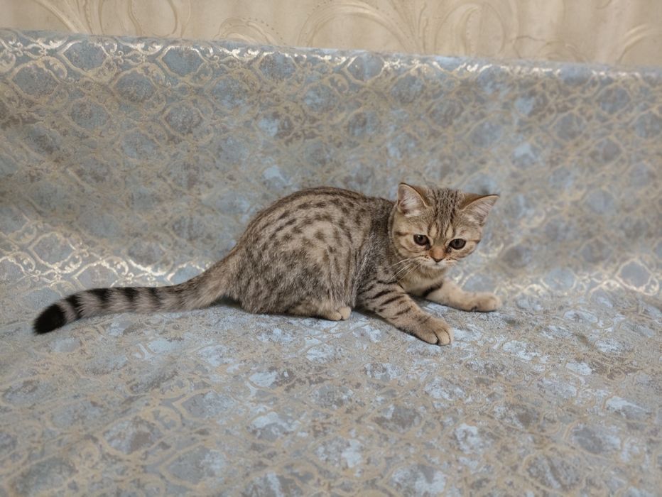 Котенок породистый